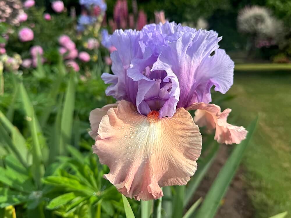 Iris 'Noticeable'